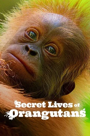 Secret lives of orangutans